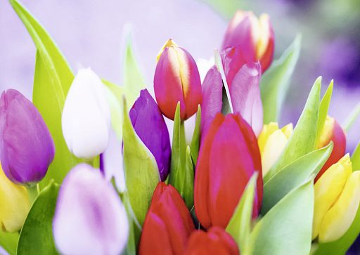 Alster-Karte Tulpen, ohne Text