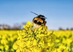 Alster-Karte 131: Hummel