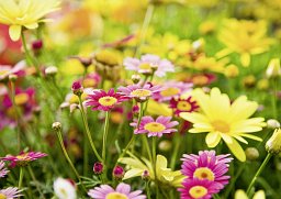 Alster-Karte Blumenpracht, ohne Text