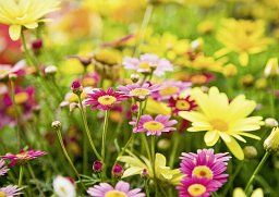 Alster-Karte Blumenpracht, mit Text