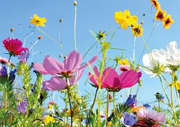 Alster-Karte: Sommerwiese