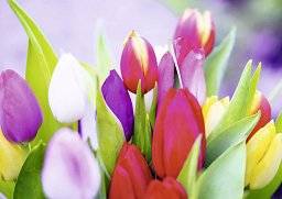 Alster-Karte Tulpen, ohne Text