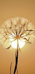 10er Set PC-Ewigkeitskarte, Motiv: Sonne
